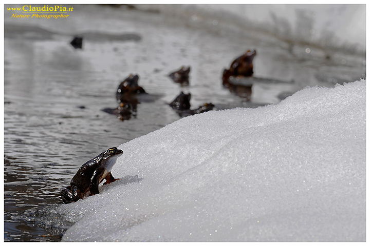 rana temporaria, rana alpina, common frog, rana_bermeja, val d Aveto, mating, deposizione uova, ovature